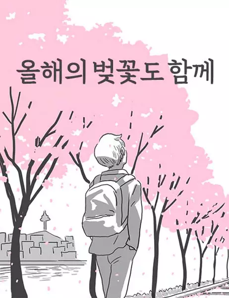 Cherry Blossoms