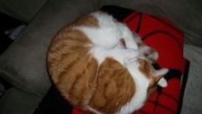 Cat Shit One Myanimelist Net Cat Shit One Myanimelist Net