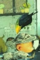 Search Anime Myanimelist Net