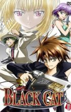 Black Cat