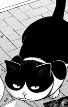 Hachi