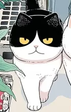 Hachi