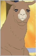 Llama