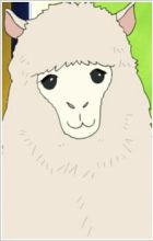 Alpaca