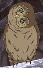 Owl