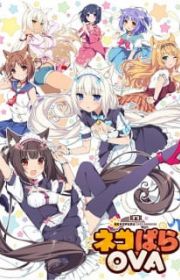 Ps4 Gioco Region Free Giapponese Nora, Princess, And Stray Cat Heart HD Per PS4 - Gioco Visual Novel Giapponese, Versione Giapponese, Testato E Funzionante Nora Princess And Stray Cat Heart PS4 Ps4 Gioco Region Free Giapponese Nora, Princess, And Stray Cat Heart HD Per PS4 - Gioco Visual Novel Giapponese, Versione Giapponese, Testato E Funzionante Nora Princess And Stray Cat Heart PS4