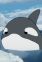 Killer Whale B