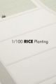 1/100 Rice Planting
