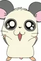 Panda-kun