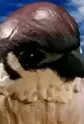 Sparrow