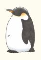 Gambar Karakter Adult Penguin-san