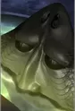 Human Face Fish