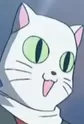 White Cat