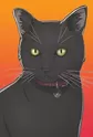 Black Cat