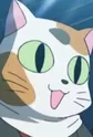 Calico Cat