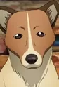 Wanko