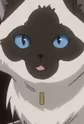 Caba Cat