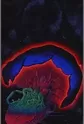 Makaiju