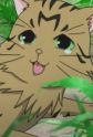 Stray Cat