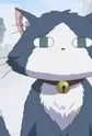 Buchi