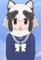 Raccoon Dog