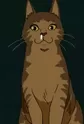 Tora
