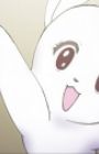 Prima Rabbit