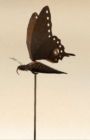 Lost Butterfly