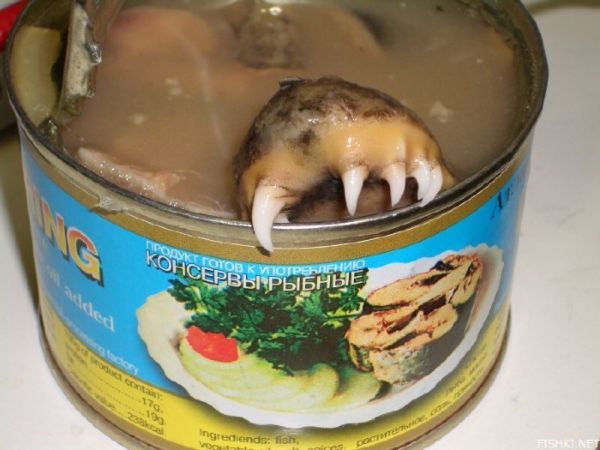 russian herring