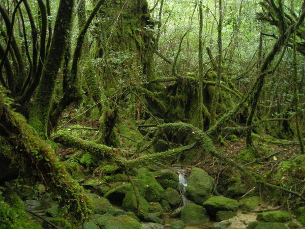 Yakushima