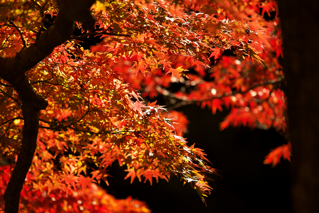 Autumn Japanese Foods Kouyou