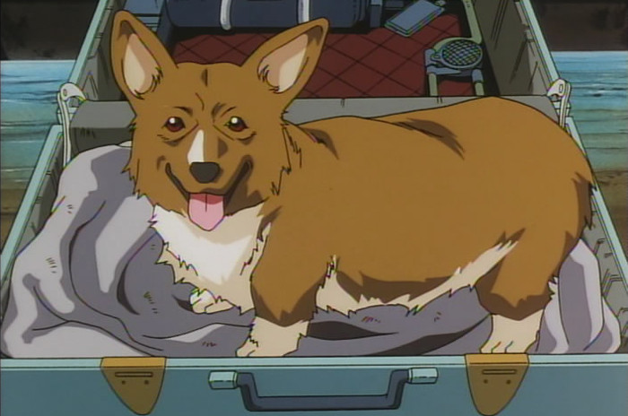 Todays anime dog of the day is This corgi from