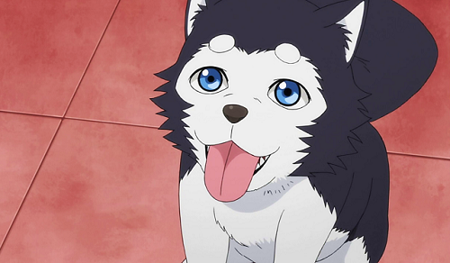 Tetsuya 2 is a cute anime dog from Kuroko no Basket