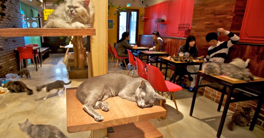 Nekorobi cat cafe nekomimi anime cat girl