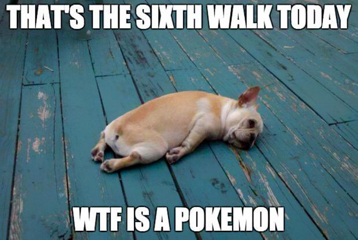 Pokemon go dog