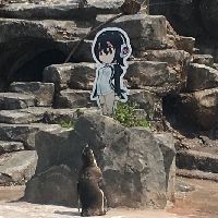 Internet Rallies Behind Otaku Penguin and his Waifu!