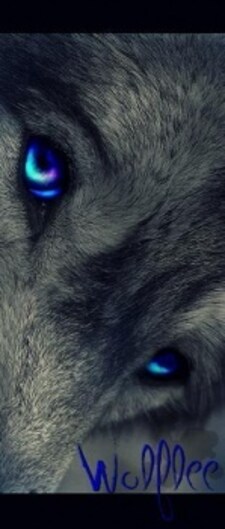 wolflee