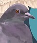 JeonPigeon