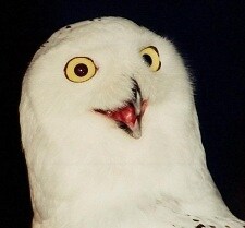 HootHoot15