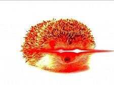 Fried_Hedgehog
