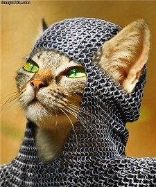 KnightCat