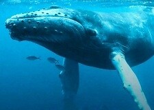 savethewhales