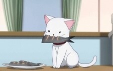 WhiteSpiritCat