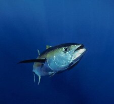 bluefin_tuna
