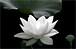 _White_Lotus_