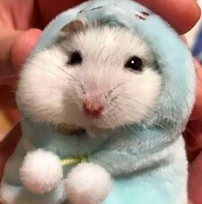 HamsterMy