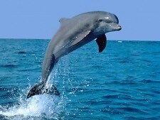 MyAnimeList profile picture for @Dolphins
