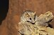 antechinus
