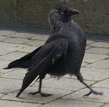cummendatore