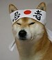 Sensei_Shibe